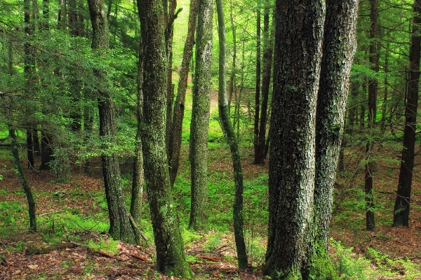 Foto Pohon alam hutan gurun
