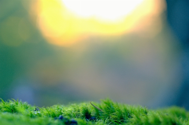 Nature grass light cloud Photo