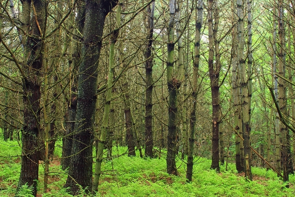 Tree nature forest wilderness Photo