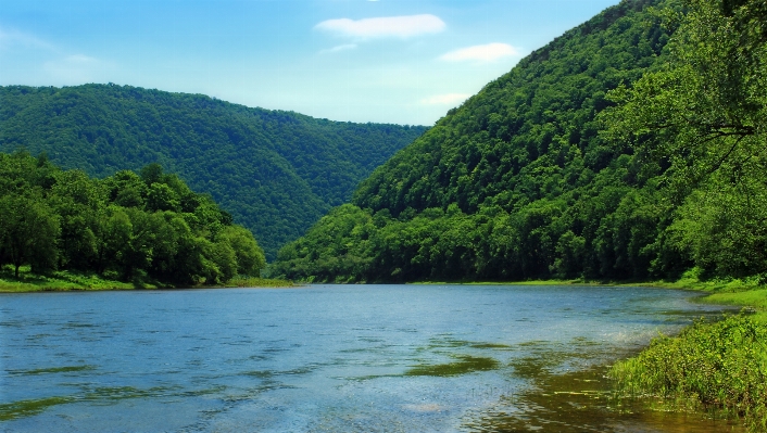 Foto Paesaggio albero natura foresta