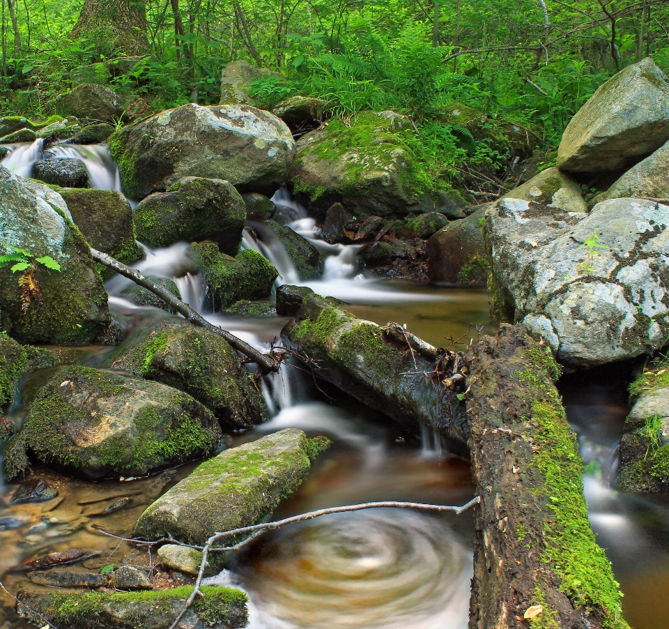 Acqua foresta rock cascata