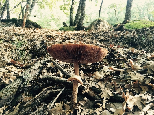 Foto Albero natura foresta terra