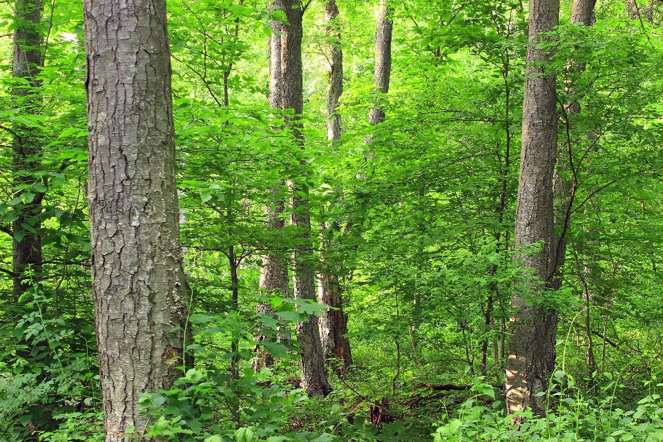 árvore natureza floresta região selvagem
