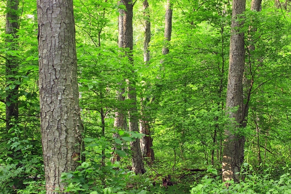 Foto Albero natura foresta selvaggia
