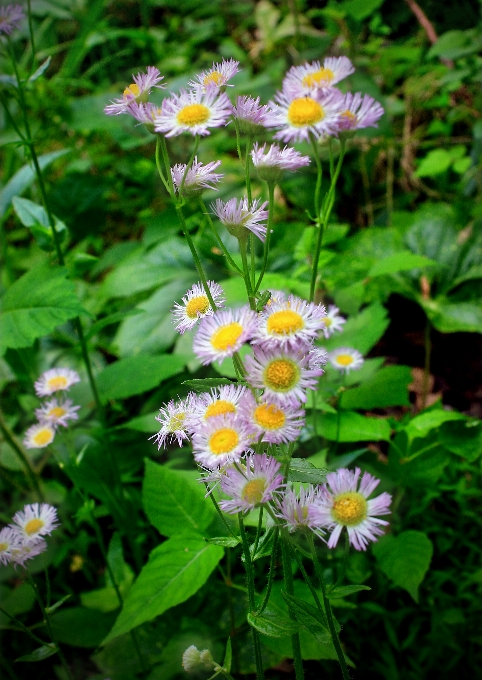 Nature forest plant hiking