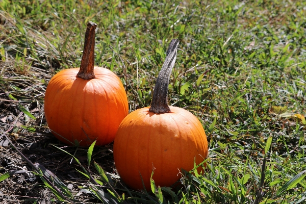 Blume produzieren gemüse herbst Foto