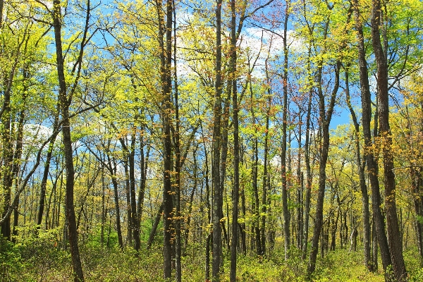 Tree nature forest branch Photo