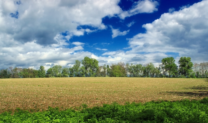 Landscape tree nature grass Photo