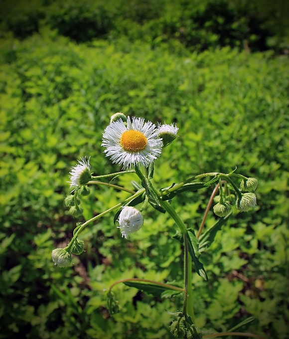 自然 植物 ハイキング
 分野