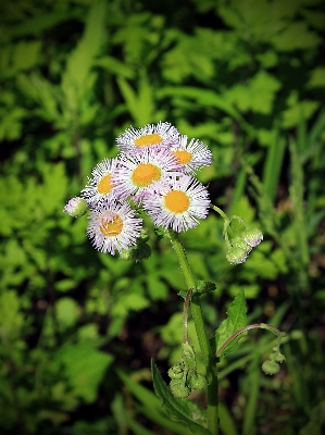 自然 植物 ハイキング
 分野 写真