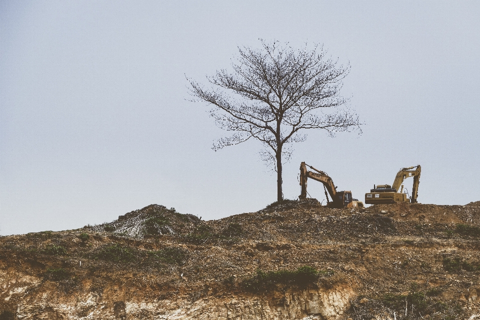 Landscape tree outdoor rock