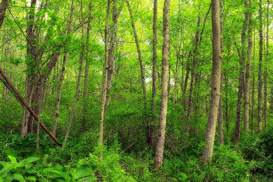 árvore natureza floresta caminhada
