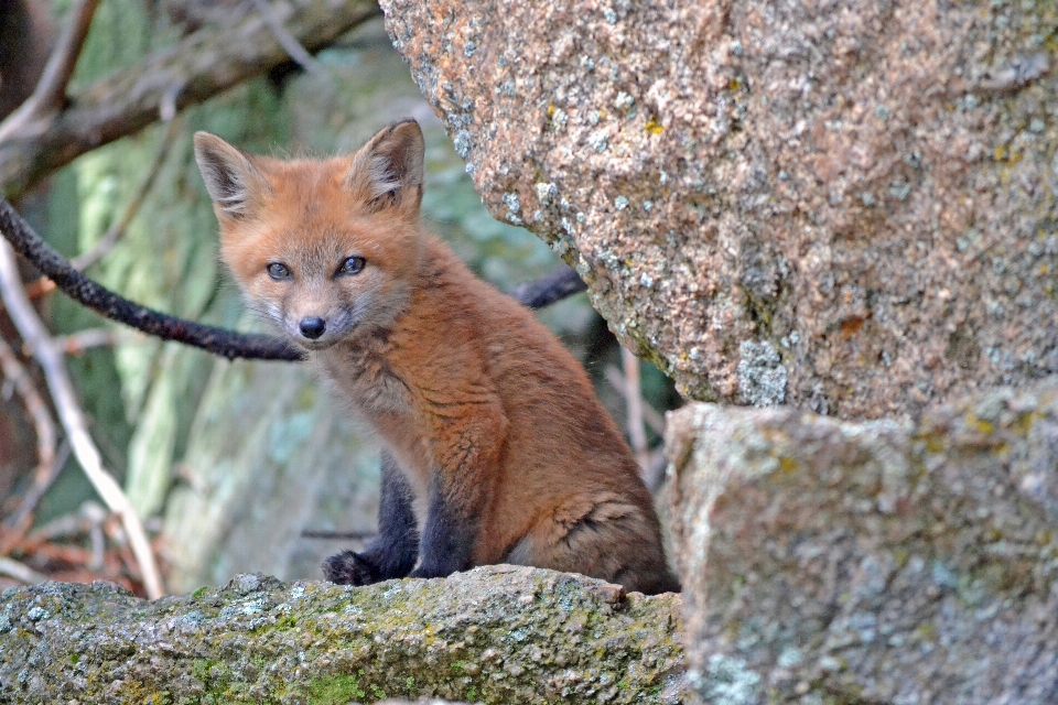 Tier tierwelt säugetier fuchs