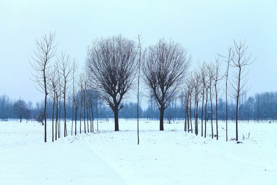 Paysage arbre extérieur bifurquer