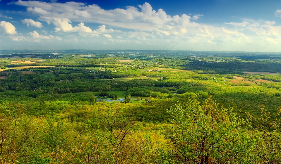 Landscape tree nature forest