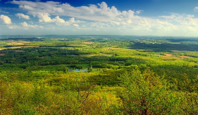 Landscape tree nature forest Photo