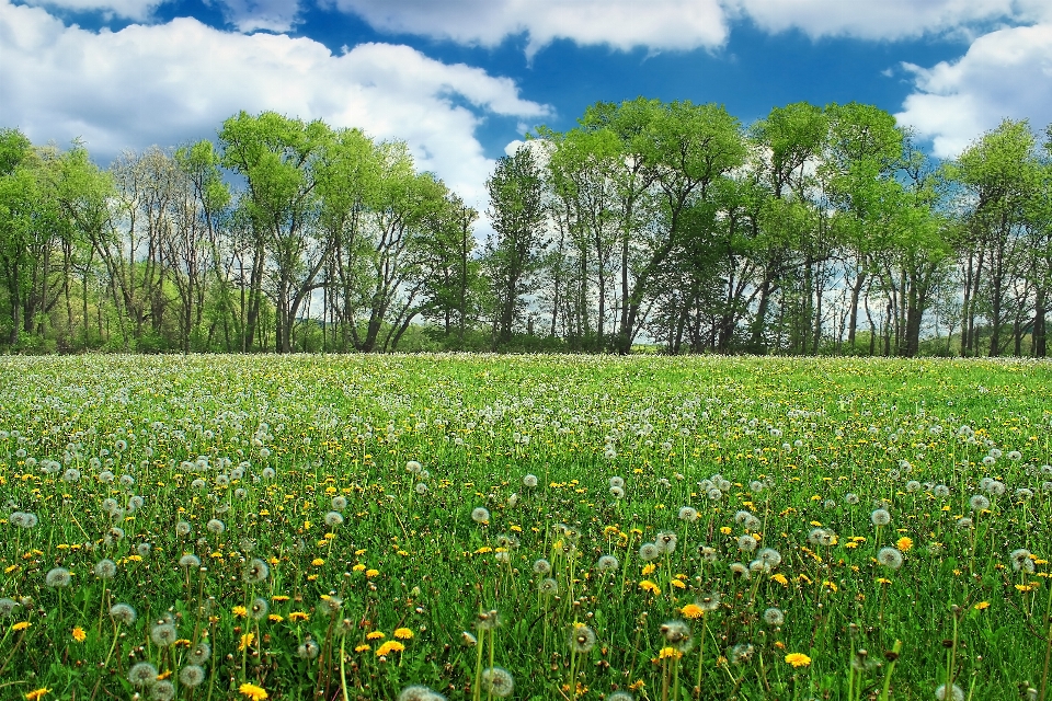 Landschaft baum natur gras