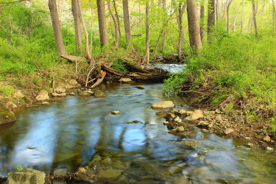 Tree water nature forest