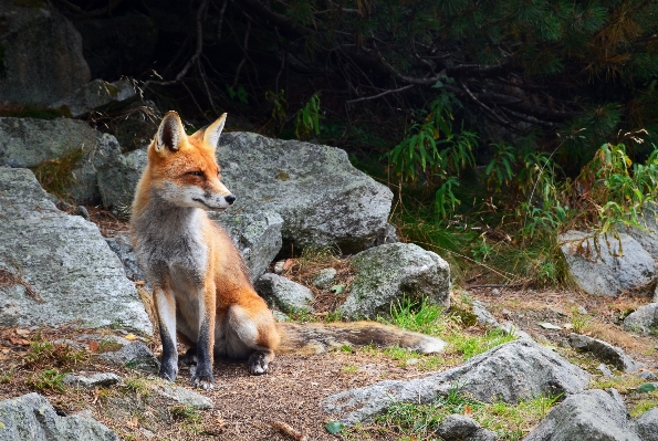 Nature rock wilderness animal Photo