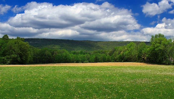 Landscape tree nature grass Photo