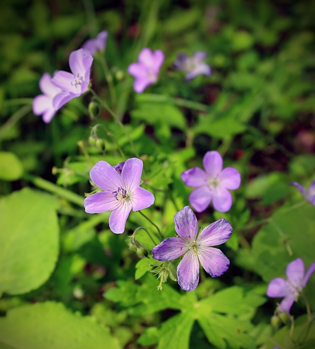 自然 森 植物 ハイキング
