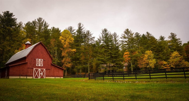 Tree forest grass farm Photo