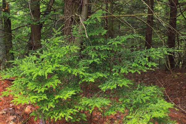 木 自然 森 植物 写真