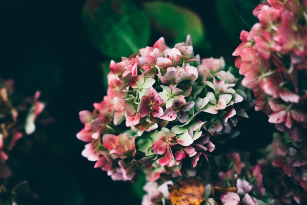 Tree nature branch blossom Photo