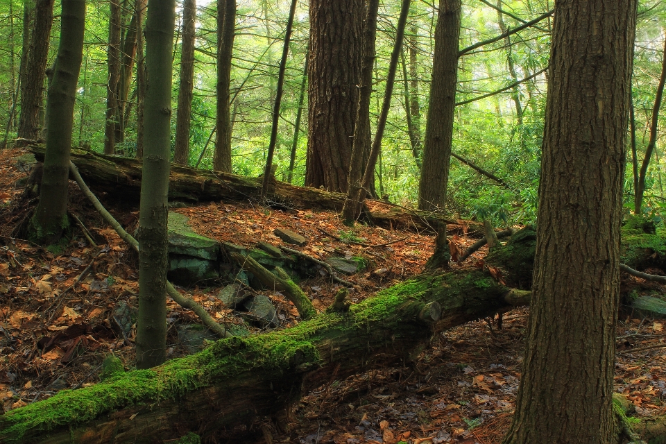 Tree nature forest wilderness