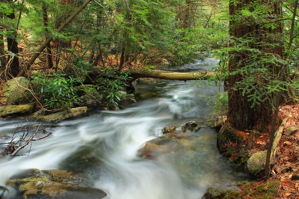 Forest waterfall creek wilderness Photo