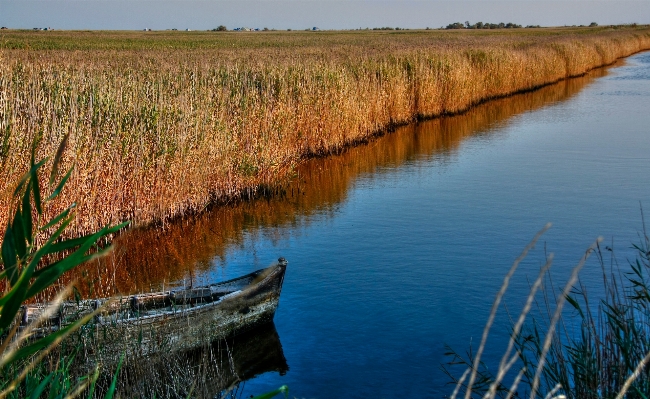 Фото пейзаж дерево вода болото
