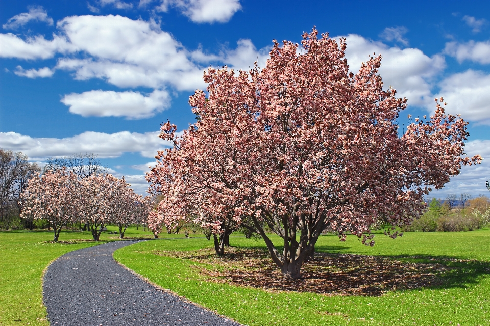 árbol camino césped florecer