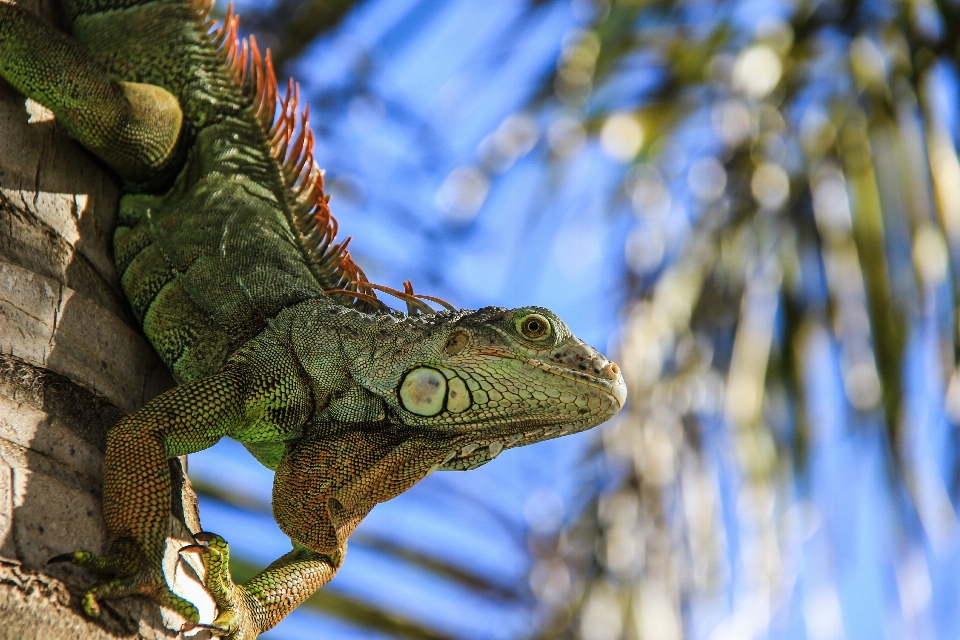 Branch palm tree wildlife reptile