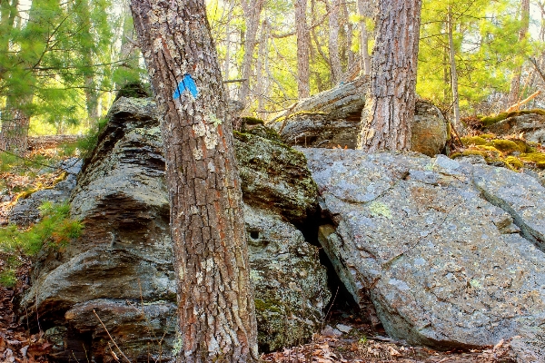 Tree nature forest rock Photo