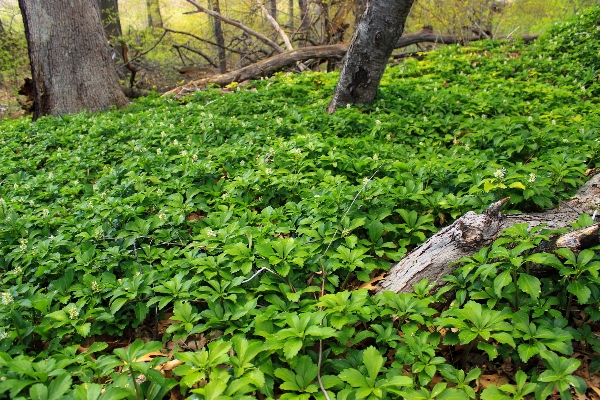 木 自然 森 植物 写真