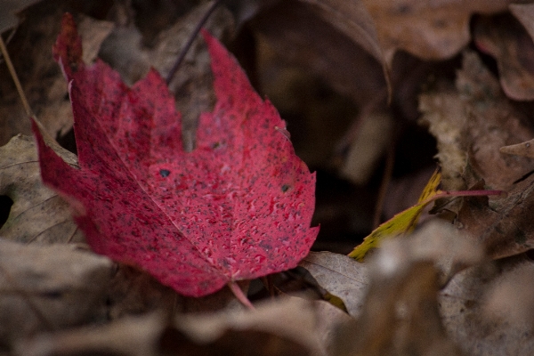 Nature branch blossom plant Photo