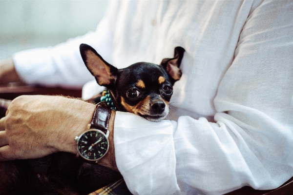 Watch man dog animal Photo