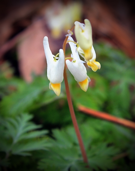 Nature blossom plant hiking