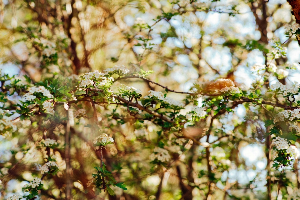 árvore natureza floresta filial