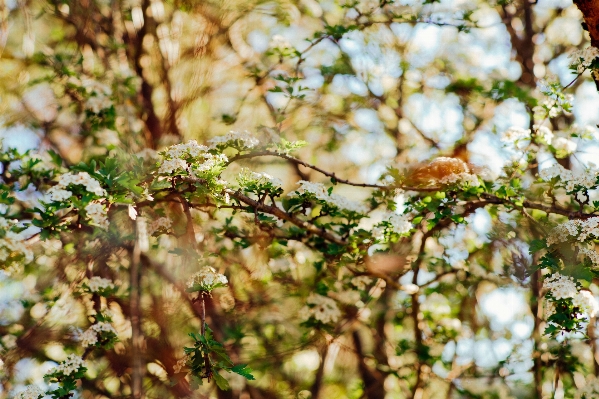 Tree nature forest branch Photo