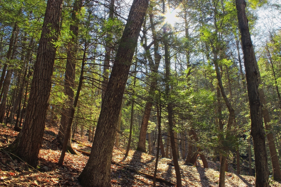 árbol naturaleza bosque desierto
