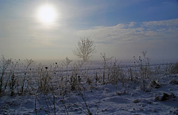 Landscape tree nature horizon Photo