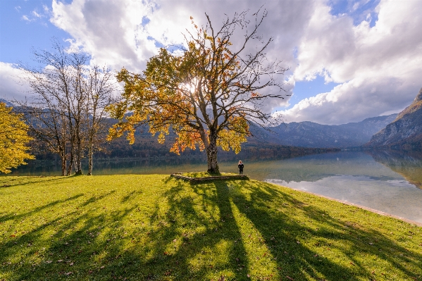 Landscape tree nature grass Photo