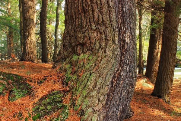 Tree nature forest wilderness Photo