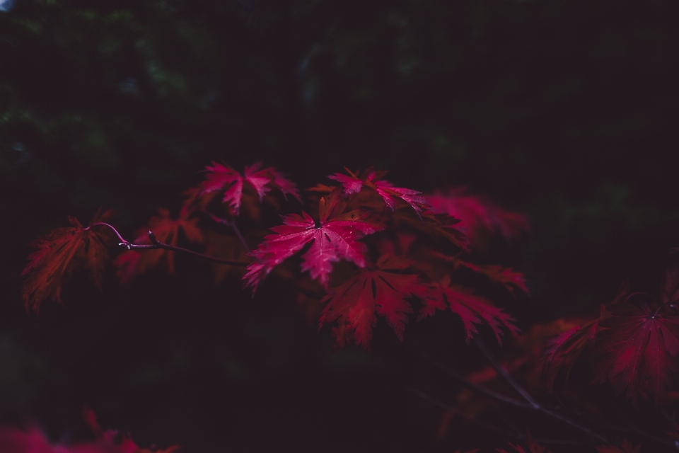 木 森 植物 日光