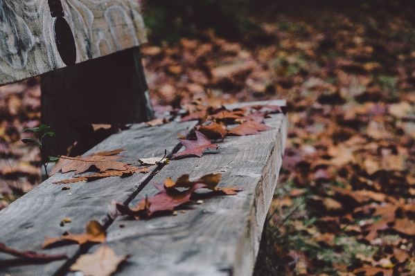 Tree nature plant wood Photo