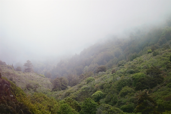 Tree forest mountain fog Photo