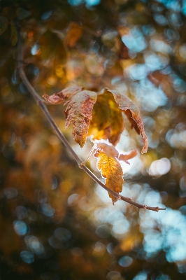 Tree water nature branch Photo