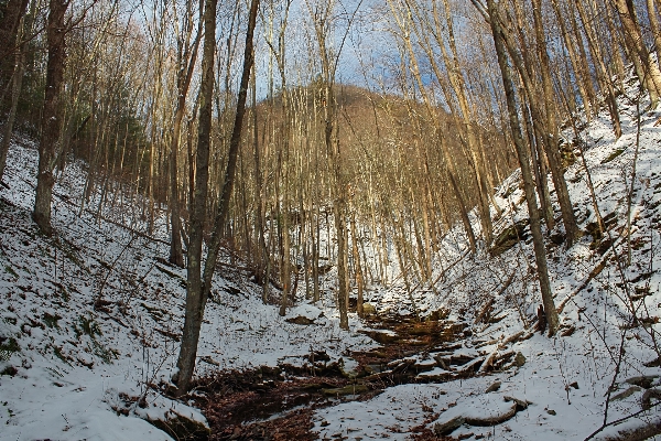 Tree nature forest creek Photo