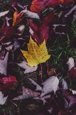 Tree branch plant leaf Photo